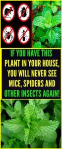 IF YOU HAVE THIS PLANT IN YOUR HOUSE, YOU WILL NEVER SEE MICE, SPIDERS AND OTHER INSECTS AGAIN!