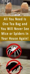 All You Need Is One Tea Bag and You Will Never See Mice or Spiders In Your House Again!