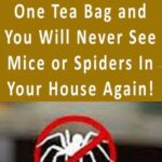 All You Need Is One Tea Bag and You Will Never See Mice or Spiders In Your House Again!